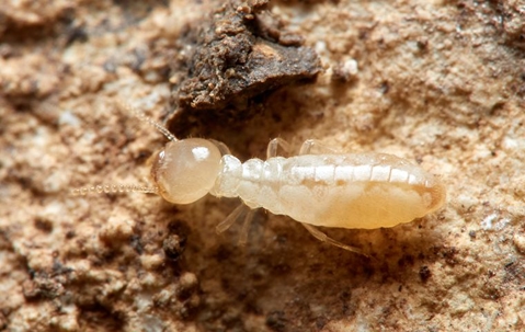 Termite crawling on rotten wood.