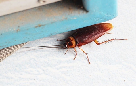 American Cockroach crawling near a window.