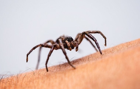 Brown spider crawling on someone's arm.