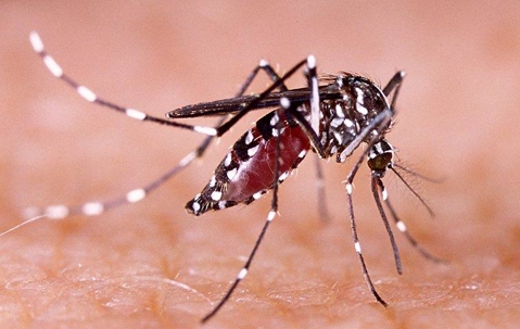 Mosquito biting someone's skin and drinking blood.