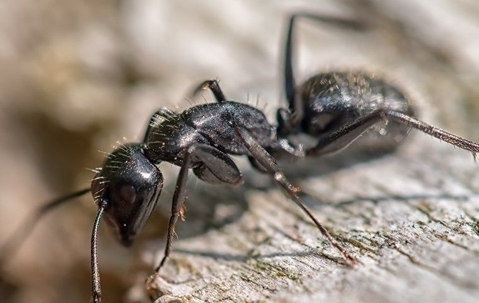 Ant crawling on wood.