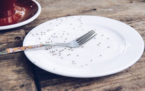 Ants swarming an empty white plate with a fork in the middle.