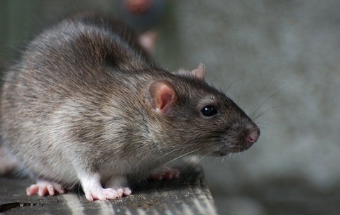 Norway Rat crawling in a garage.