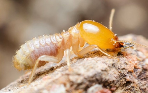 Termite crawling and chewing on wood.