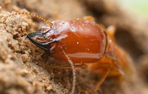 Termite chewing on damaged wood.