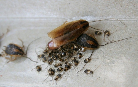 German Cockroaches on a large glue board.