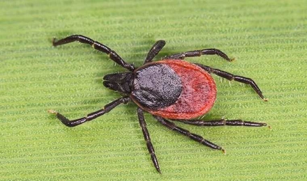 Ticks