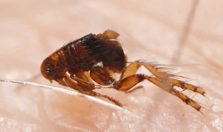 Fleas