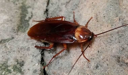 Cockroaches