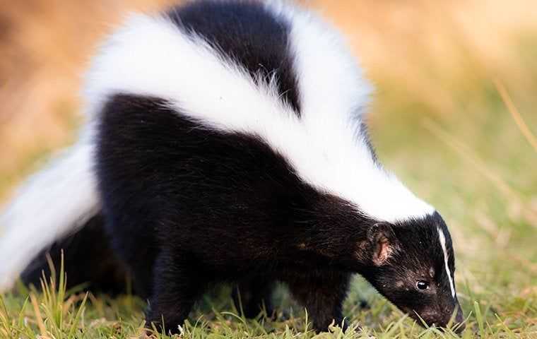 a skunk