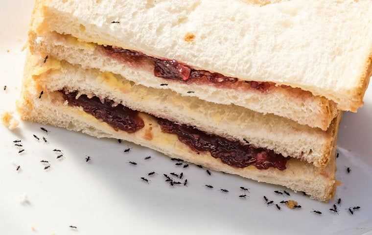 ants on a pb& j