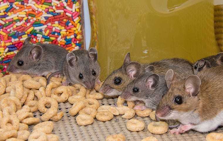 mice eating cereal