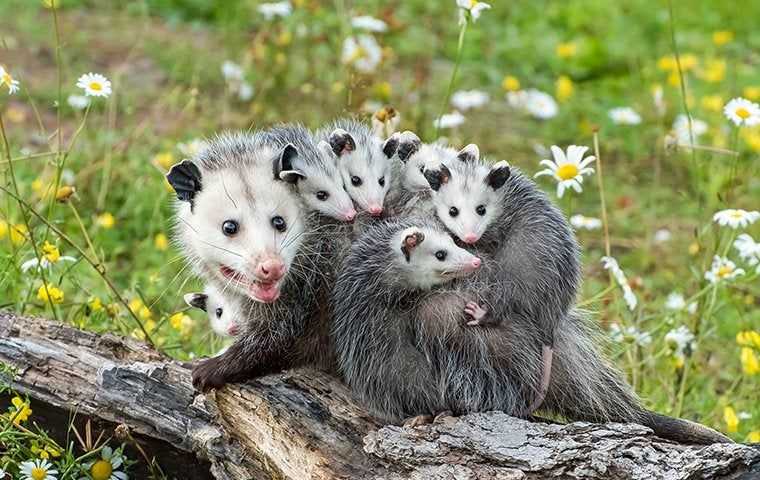opossum babies sitting on their mom