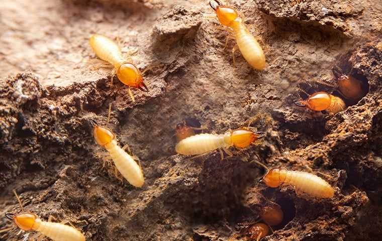 termites