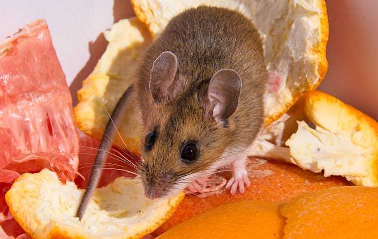 6B 659D House Mouse In Food Trash E 06F 3Ada 63