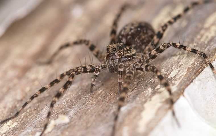 wolf spider