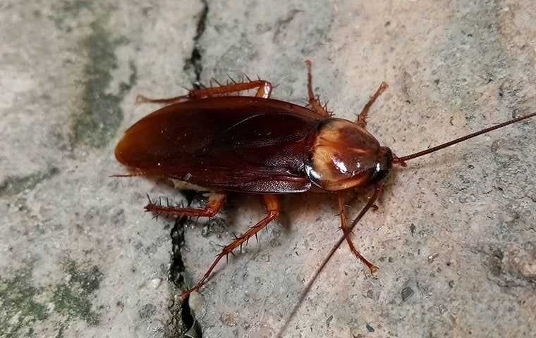 cockroach