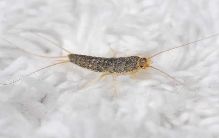 silverfish