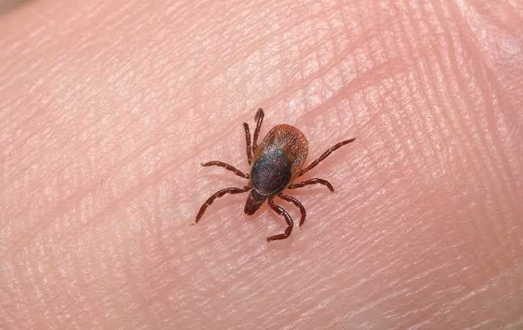 B 81F 6F Deer Tick On Finger 6E 625601A 6