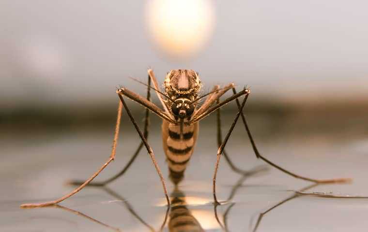 Mosquito landing on puddle