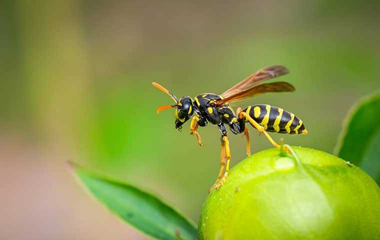 A hornet