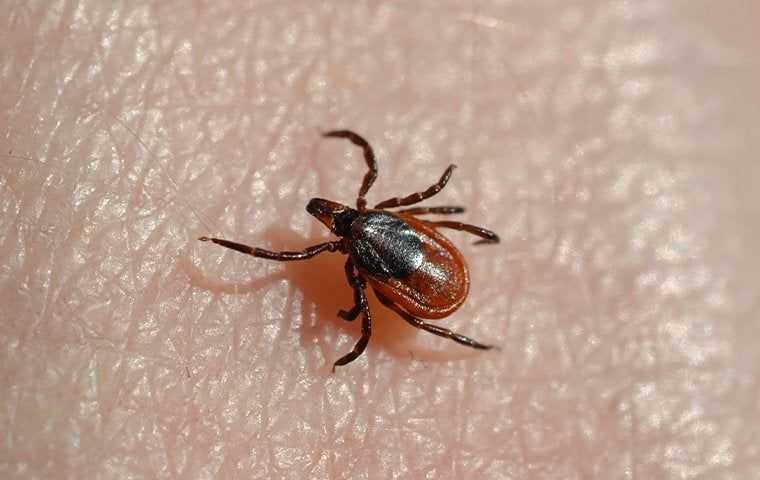 a tick