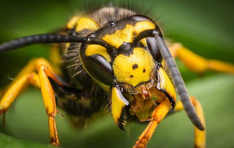 yellow jacket