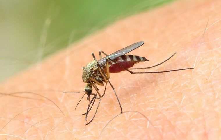 a mosquito on skin