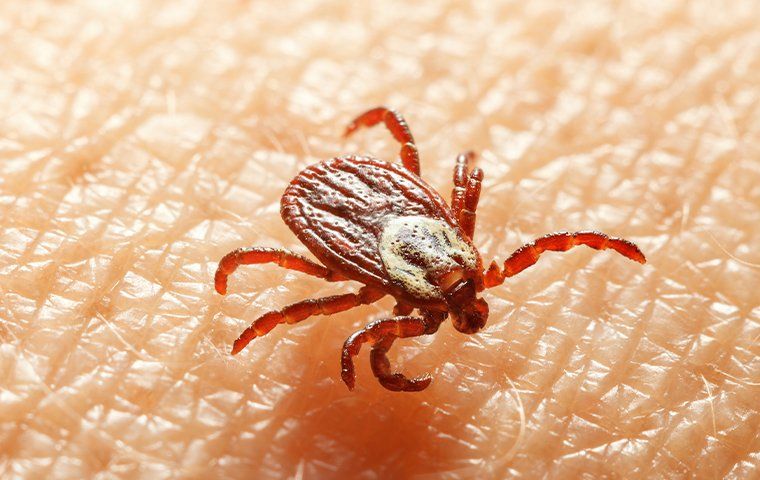 Tick Rgv Tick Control 101: Techniques For A Tick-Free McAllen Yard | BUGWORKS ...